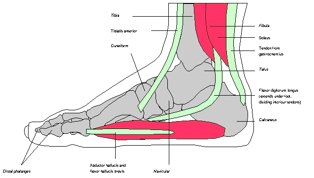 anatomy of foot. foot anatomy. PTJanuary 2000.