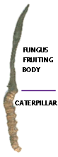 Caterpillar Fungus (Cordyceps sinensis)