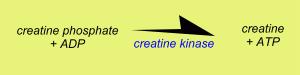 creatine kinase pathway