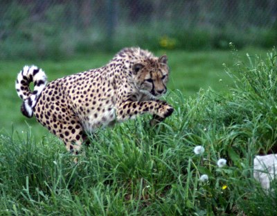 cheetah